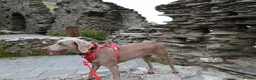 Weimaraner dogs for sale: Weimaraner puppies  in Oxford - Advert 1