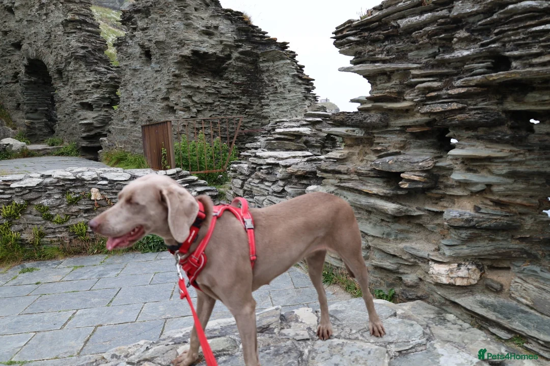 Weimaraner dogs for sale: Weimaraner puppies  in Oxford - Advert 1