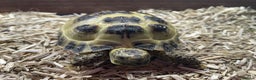 Tortoise reptiles for sale: 2 x Female Horsefield Tortoises - Advert 2