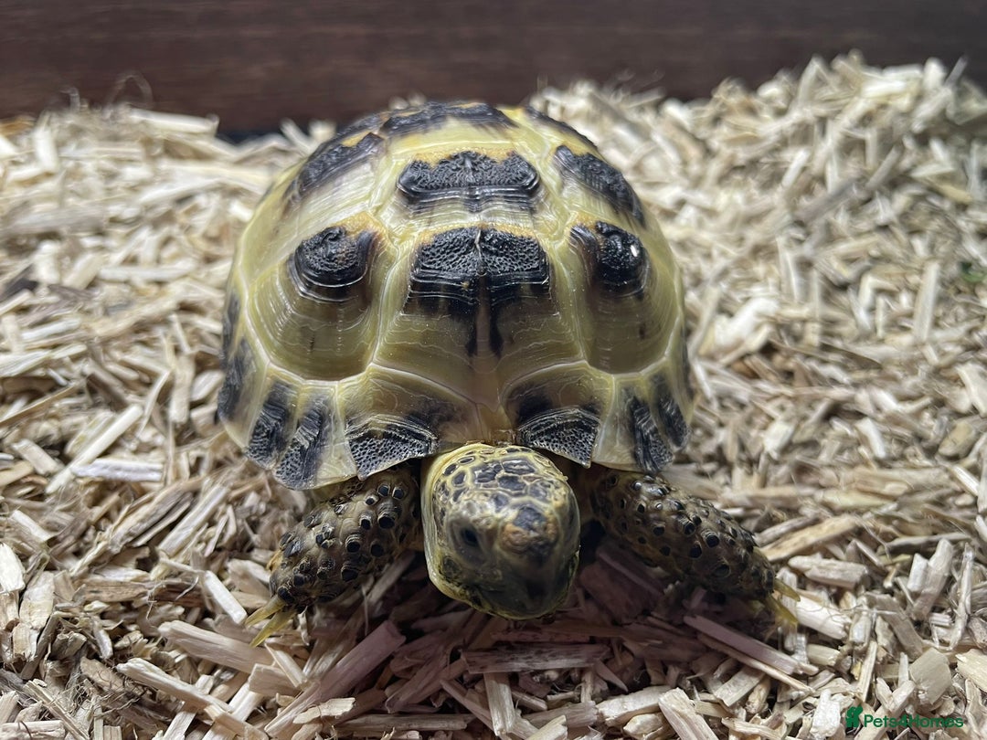Tortoise reptiles for sale: 2 x Female Horsefield Tortoises - Advert 2