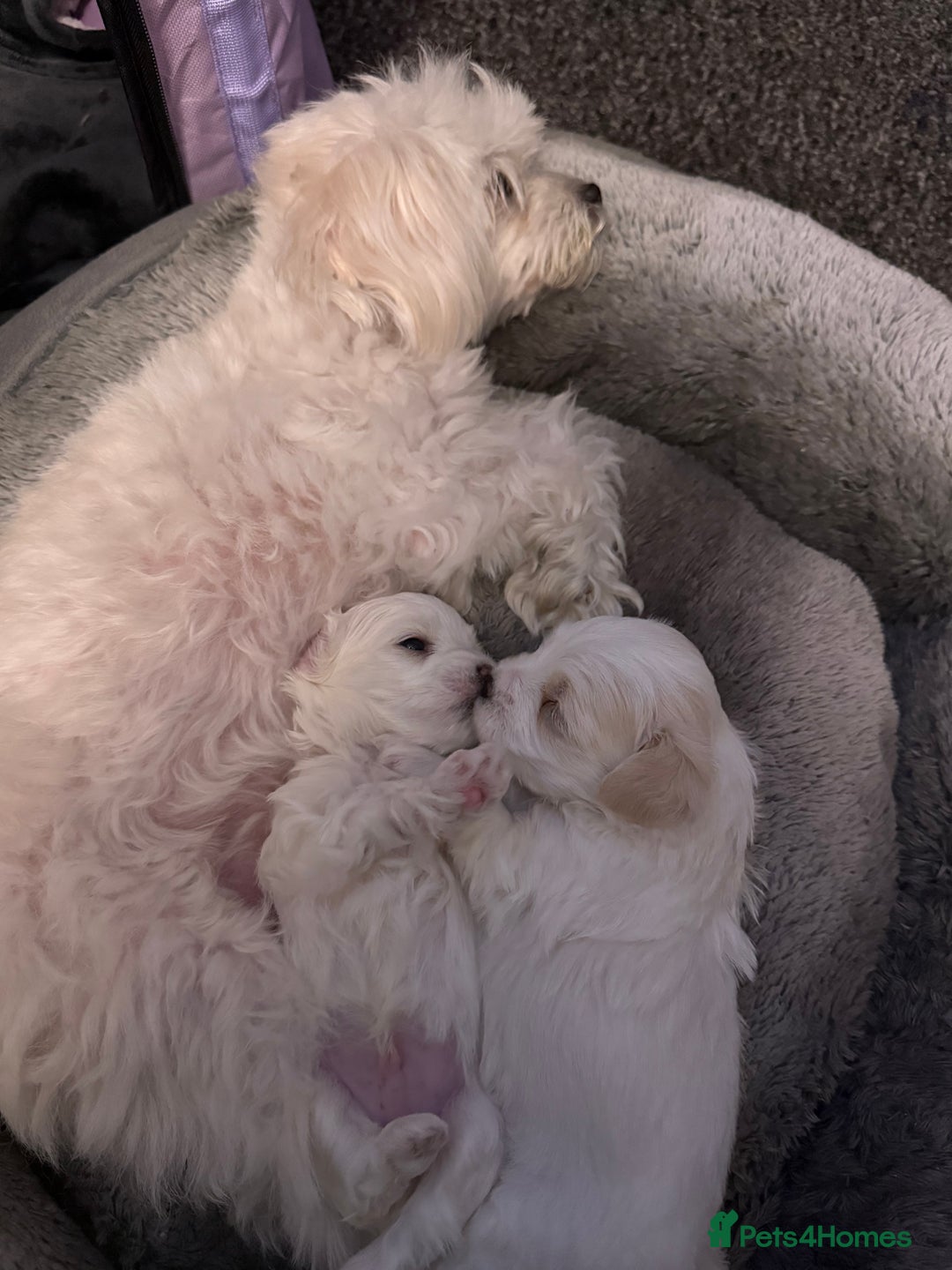 Bichon Frise dogs for sale: Bichon puppies  - Image 4