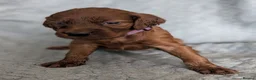 Irish Setter dogs for sale: Irish setter Puppies - Advert 5