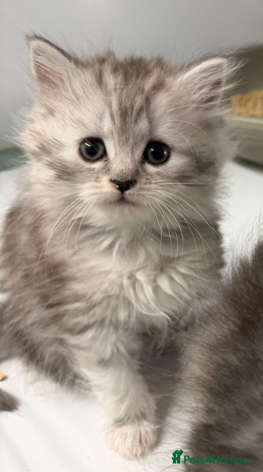Persian cats Chocolate Box kittens for sale! - Advert 13