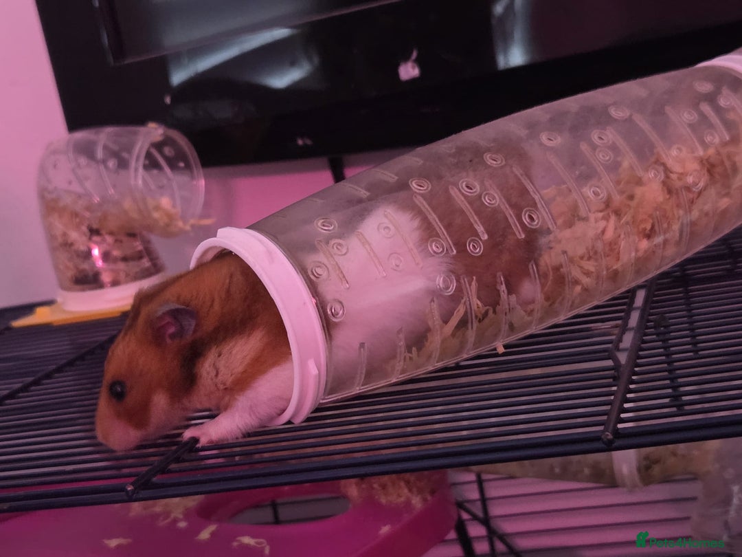 Hamster rodents for sale: Friendliest Hamster and cage  - Image 4