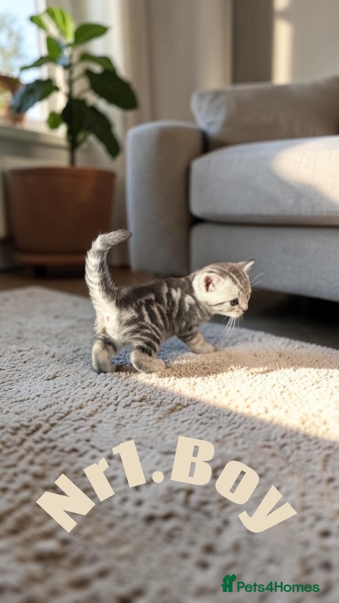 Scottish Fold cats for sale: 6 Pedigree Scottish Fold and Straight Kittens - Advert 27