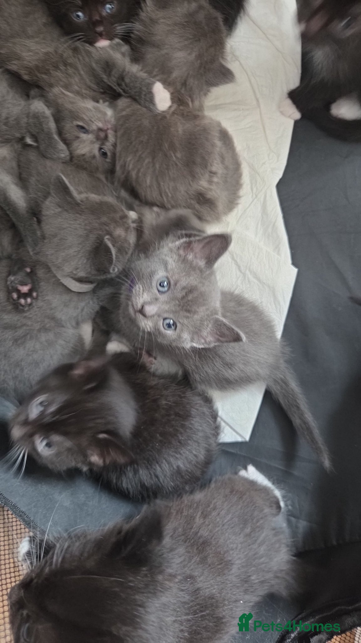 Mixed Breed cats for sale: 4 grey kittens for sale - Advert 13