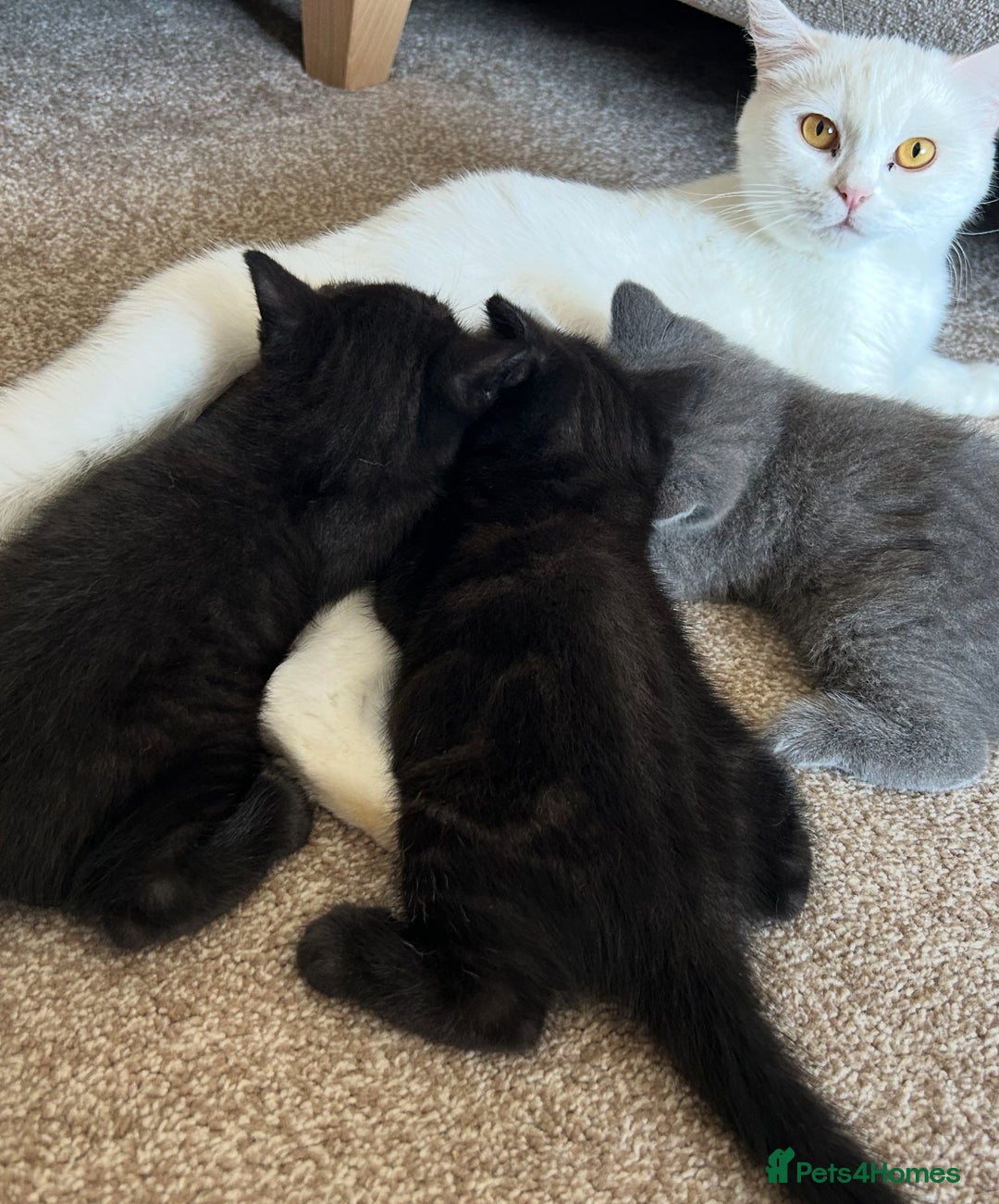 British Shorthair cats for sale: British Shorthair Cross - Image 4
