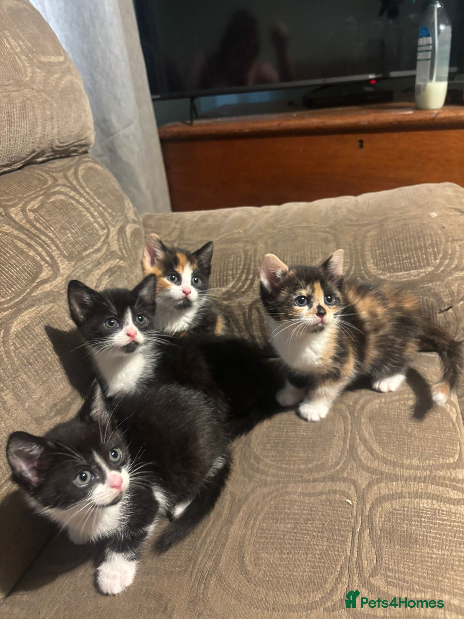 Mixed Breed cats 3 beautiful babies left - Advert 1