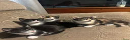 Mixed Breed cats for sale: 3 beautiful babies left in Milton Keynes - Advert 1