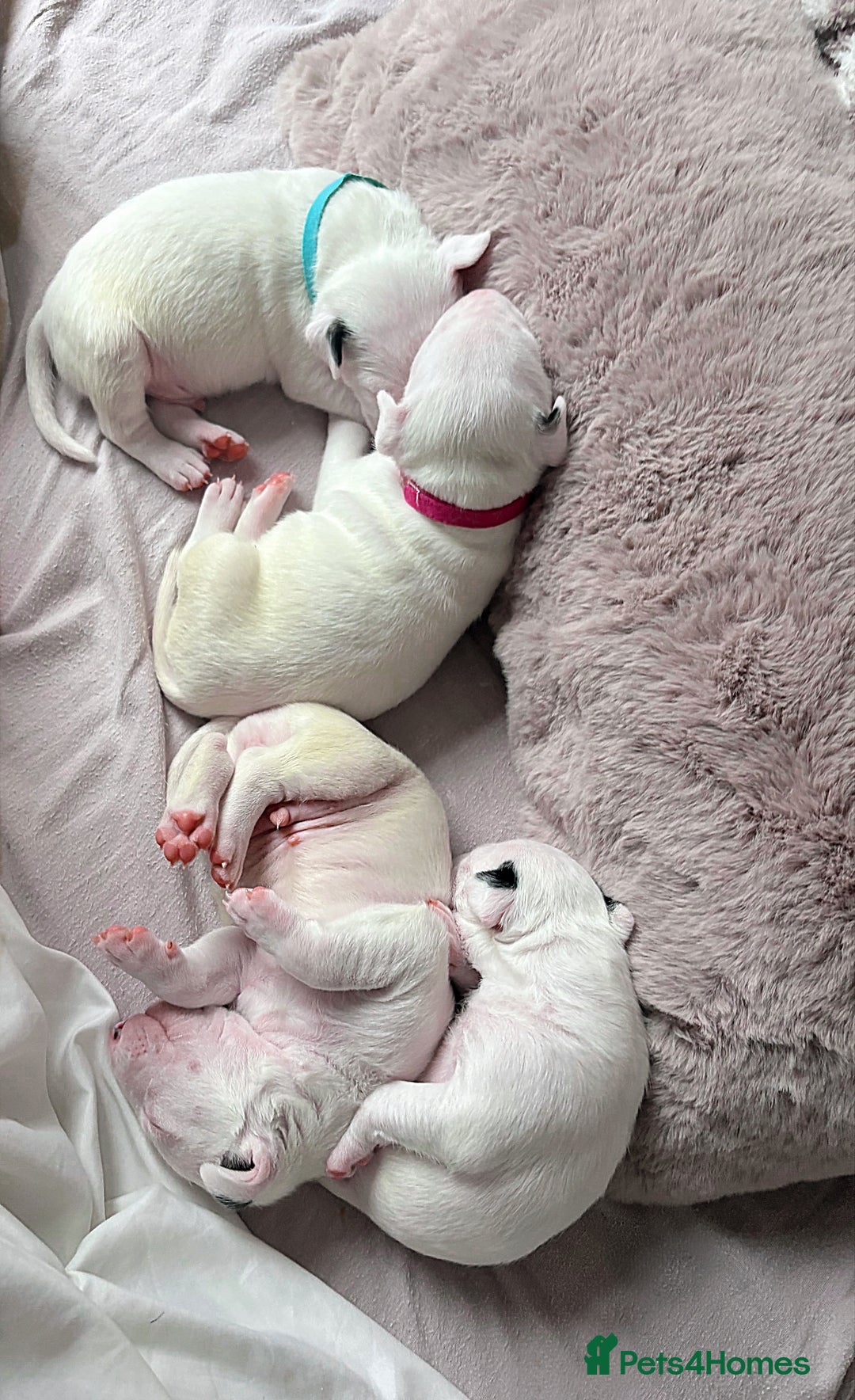 English Bull Terrier dogs for sale: Adorable English Bull Terrier Puppies - Image 4