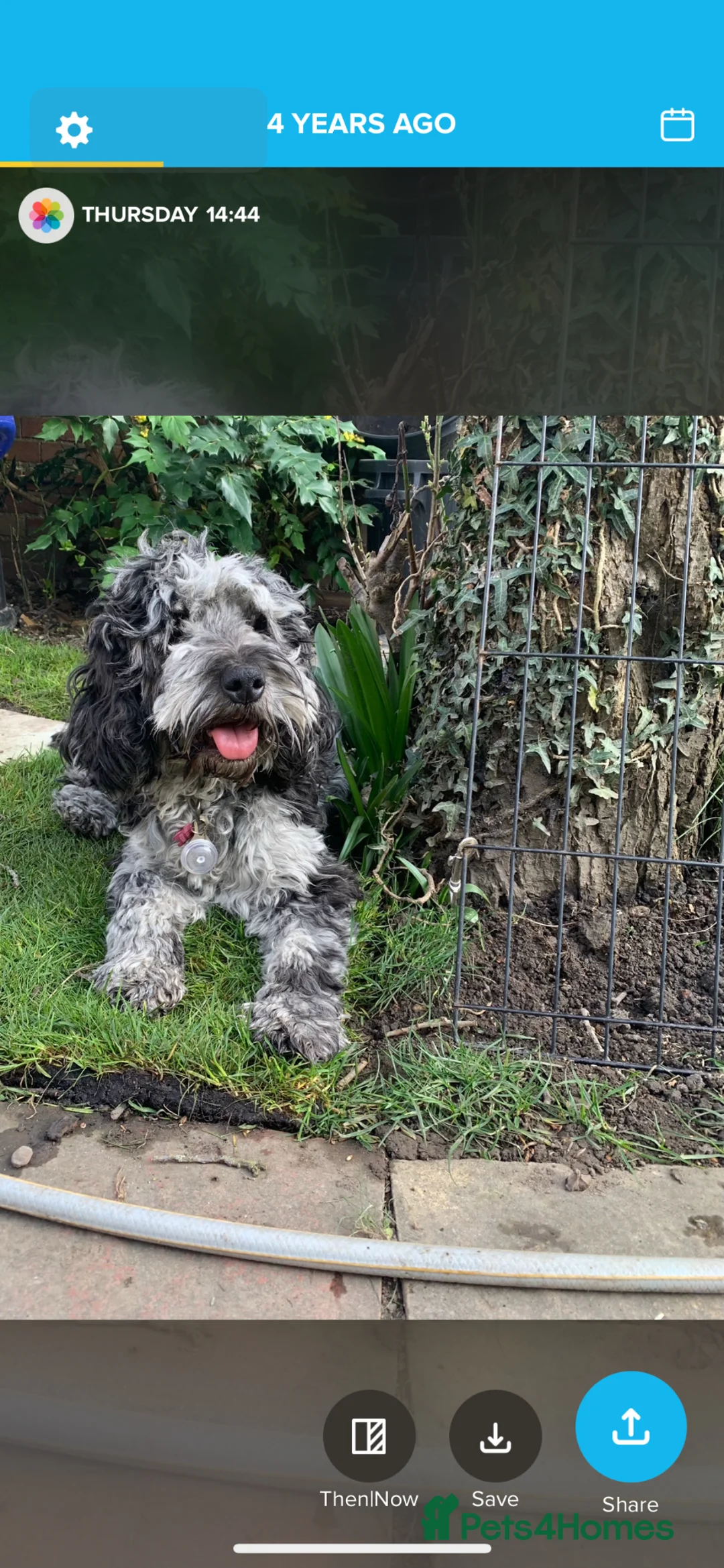 Cockapoo dogs for sale: Chocolate Merle and sable cockapoo - Advert 1