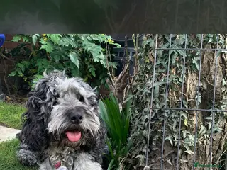 Cockapoo dogs Chocolate Merle and sable cockapoo - Advert 1