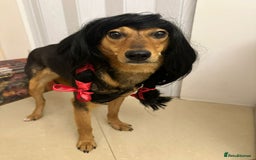 Mixed Breed dogs for adoption: ❤️🐶 RAPUNZEL – 1 year old gentle model❤️🐶  - Advert 6