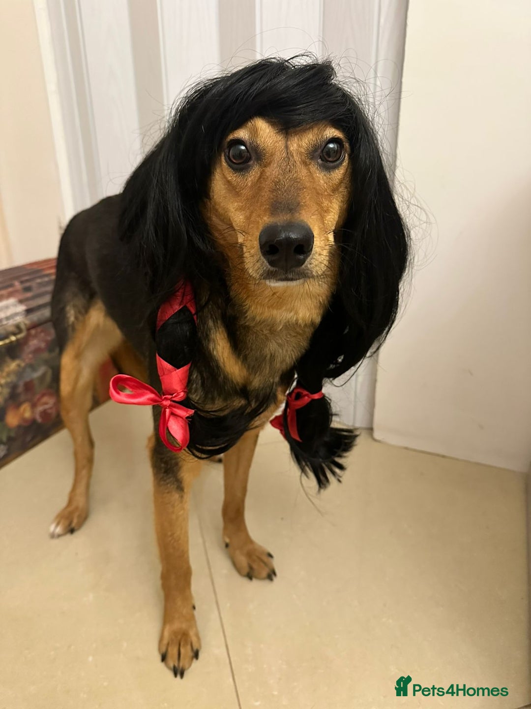 Mixed Breed dogs for adoption: ❤️🐶 RAPUNZEL – 1 year old gentle model❤️🐶  - Advert 6