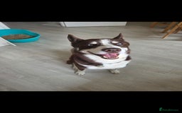 Siberian Husky dogs for sale: 7 Year Old Husky - Image 2