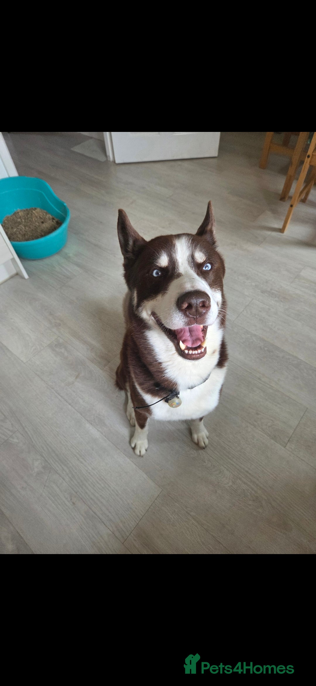 Siberian Husky dogs for sale: 7 Year Old Husky - Image 2