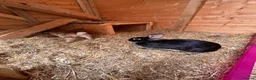 Mixed Breed rabbits for sale: 2 Female rabbits to be rehomed  - Advert 5