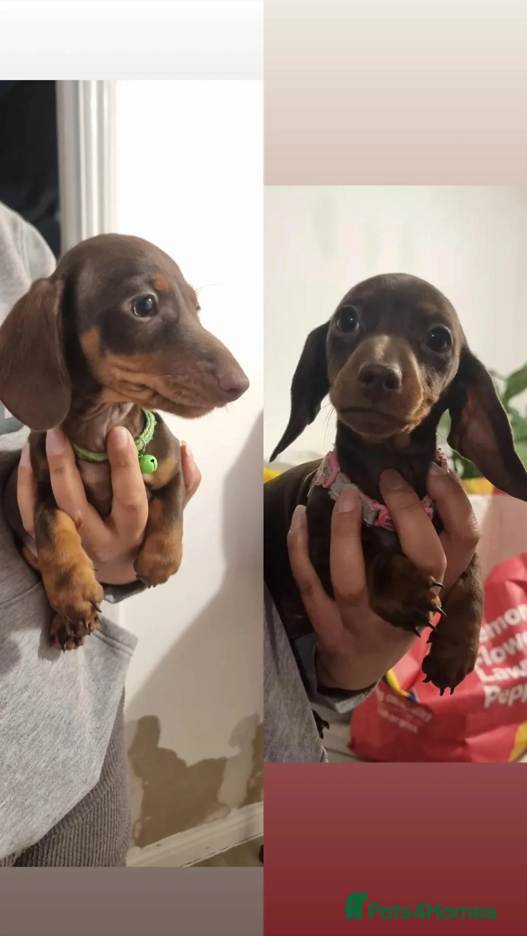 Miniature Dachshund dogs **READY TO GO** Miniature dachshund puppies  - Advert 15