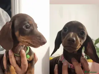 Miniature Dachshund dogs **READY TO GO** Miniature dachshund puppies - Advert 15