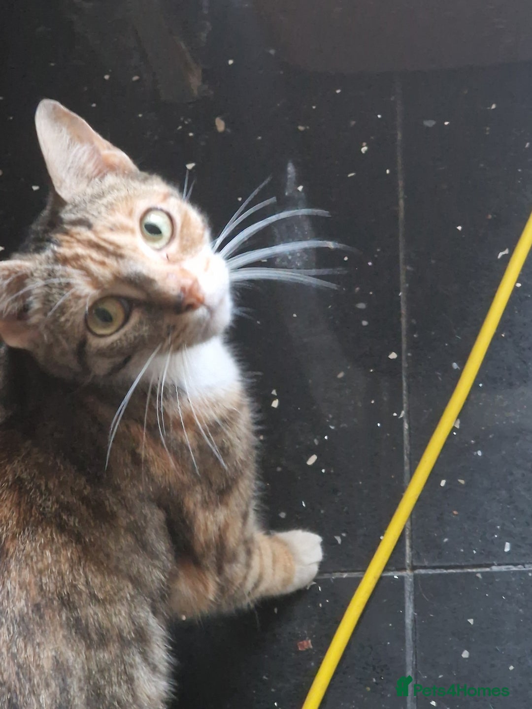 Asian cats for sale: Tabby/ginger kittens  - Image 6