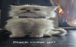 Ragdoll cats for sale: Ragdoll Kittens For Sale - Image 5