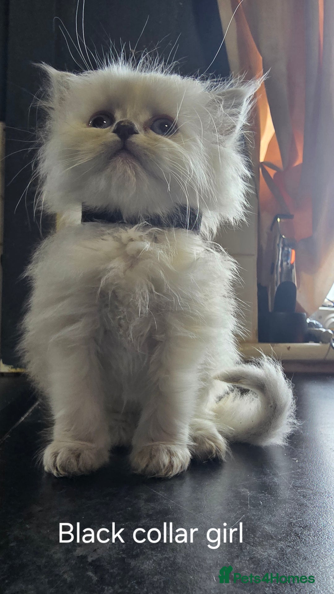 Ragdoll cats for sale: Ragdoll Kittens For Sale - Image 5