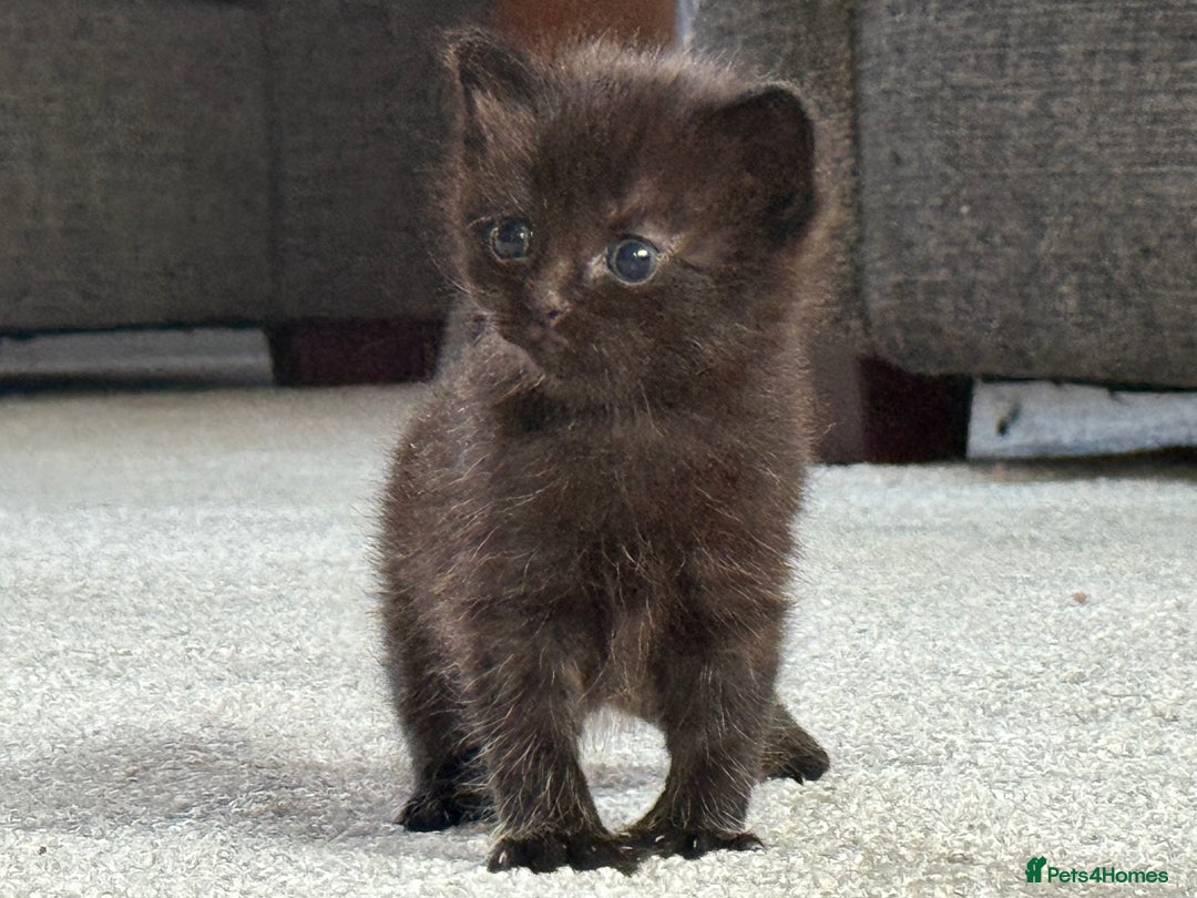 Ragdoll cats for sale: Ragdoll (cross) Kitten For Sale in Grantham - Image 13