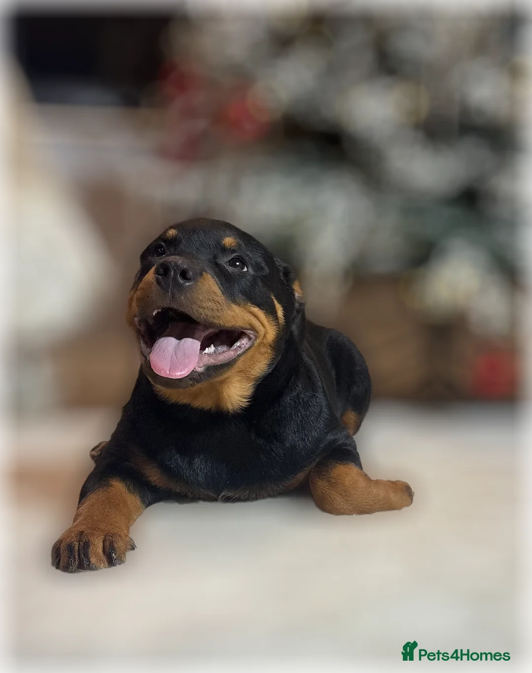 Rottweiler dogs for sale: ROTTWEILER PUPPIES. KC REGISTERED. FREE INSURANCE. - Advert 35