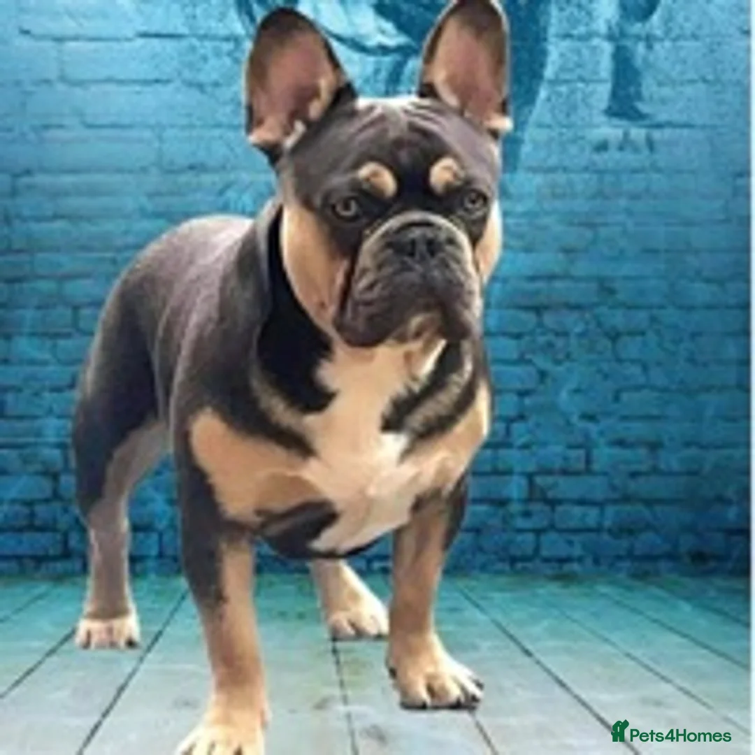 French Bulldog dogs for stud: Bruce blue and tan french bulldog in Sheffield - Advert 1