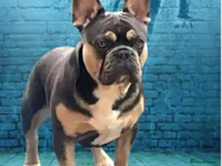 French Bulldog dogs Bruce blue and tan french bulldog in Sheffield - Advert 3