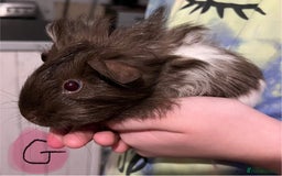 Guinea Pig rodents for sale: Baby guinea pigs - Image 4