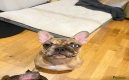 French Bulldog dogs for sale: French bulldog girl Riri - Image 6