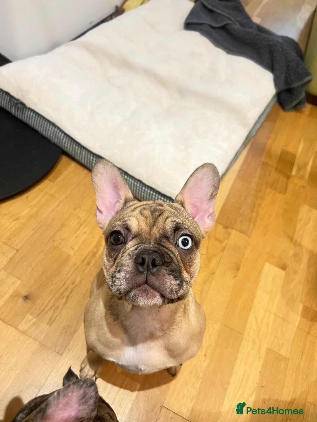 French Bulldog dogs for sale: French bulldog girl Riri - Image 6