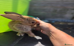 Mini Lion Lop rabbits for sale: Mixed breeds of rabbits - Image 7