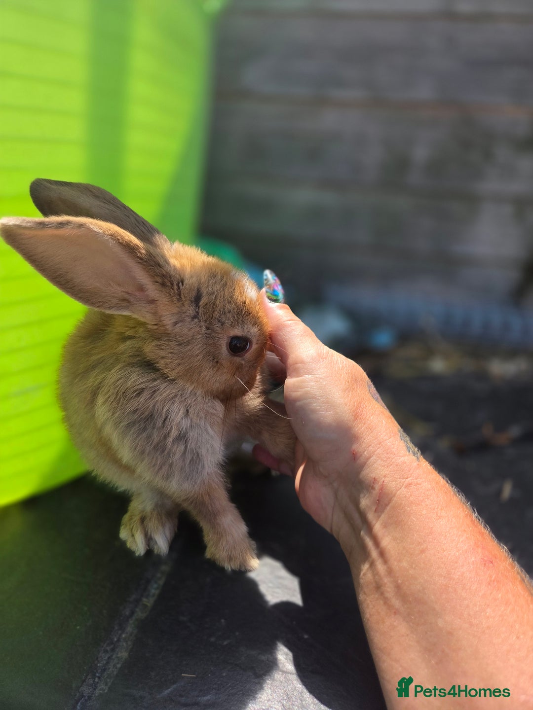 Mini Lion Lop rabbits for sale: Mixed breeds of rabbits - Image 7