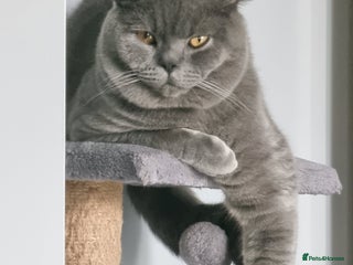 British Shorthair cats - Advert 11