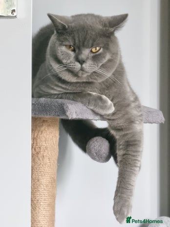 British Shorthair cats - Advert 14