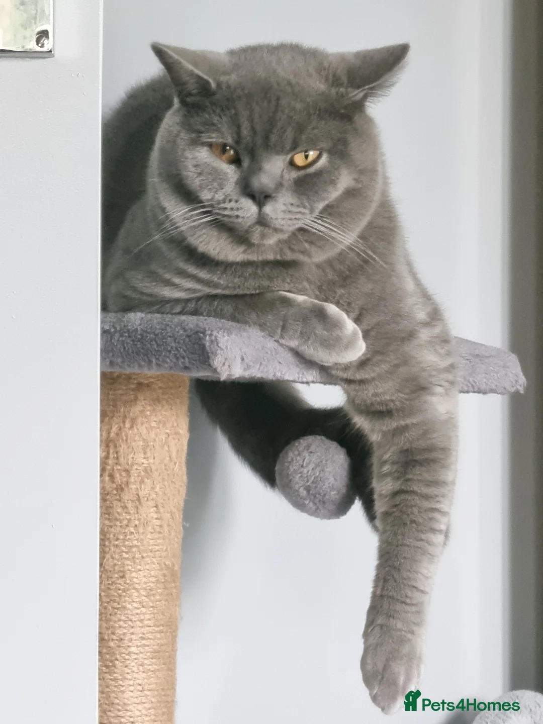 British Shorthair cats for stud: British Shorthair cat for stud  - Advert 1