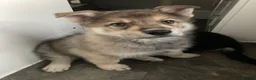 Shepsky dogs for sale: Shepsky puppies  - Advert 31