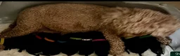 Miniature Schnauzer dogs for sale: 🐾🐶Adorable Cavaschnauzer Pups 🐶🐾 - Advert 14
