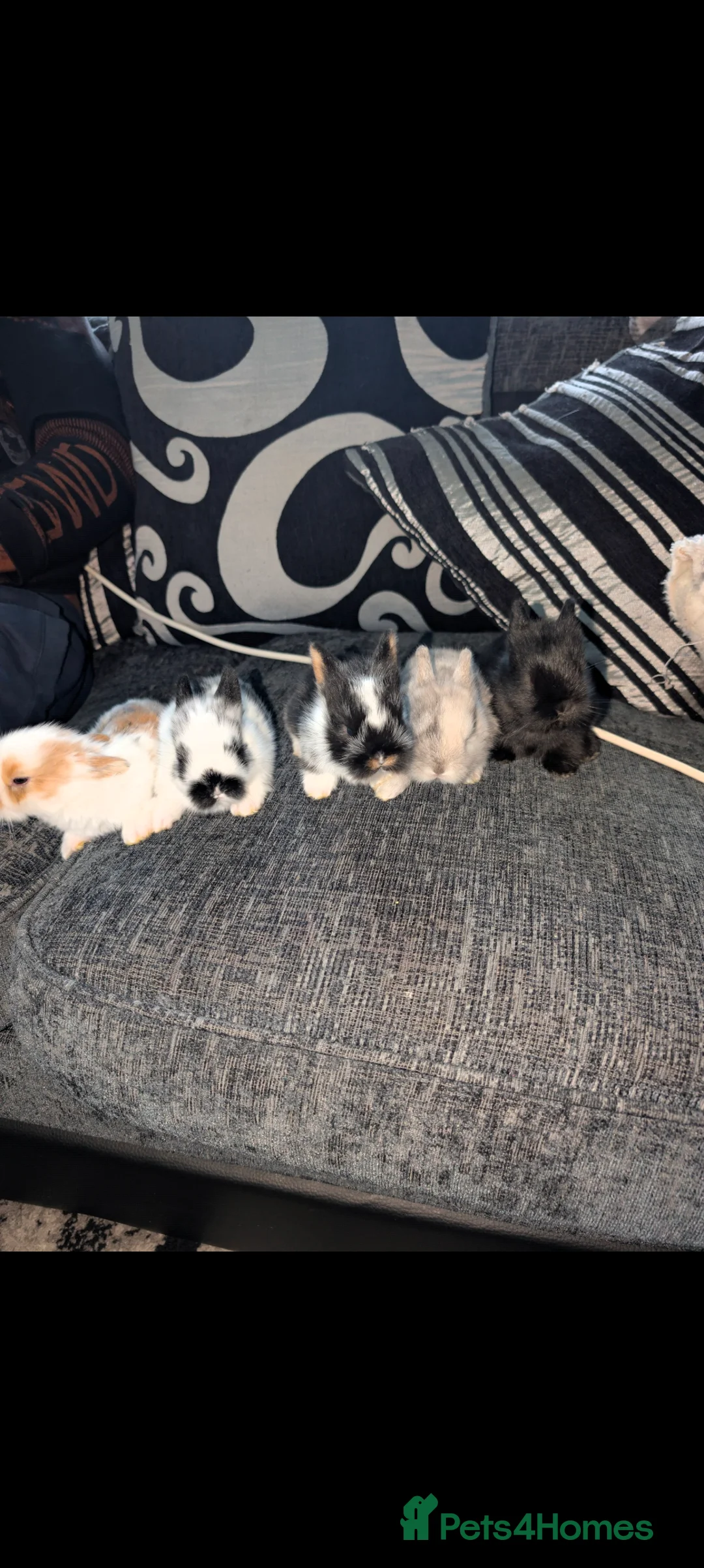 Mixed Breed rabbits for sale: Mixed sex baby bunnies  in Yeovil - Advert 1