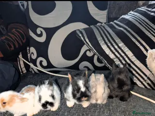 Mixed Breed rabbits Mixed sex baby bunnies in Yeovil - Advert 2
