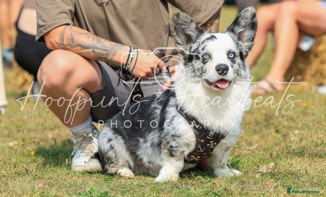 Welsh Corgi Cardigan dogs for stud: FREE STUD , blue Merle corgi, fantastic bloodlines in Wolverhampton - Image 1