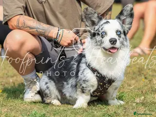 Welsh Corgi Cardigan dogs for stud: NO STUD FEE! Blue Merle corgi stud boy. in Wolverhampton - Advert 2