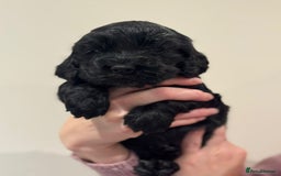 Cocker Spaniel dogs for sale: Beautiful show type cocker spaniels  - Image 1
