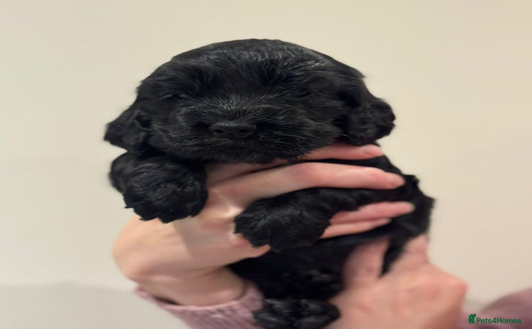 Cocker Spaniel dogs - Advert 5