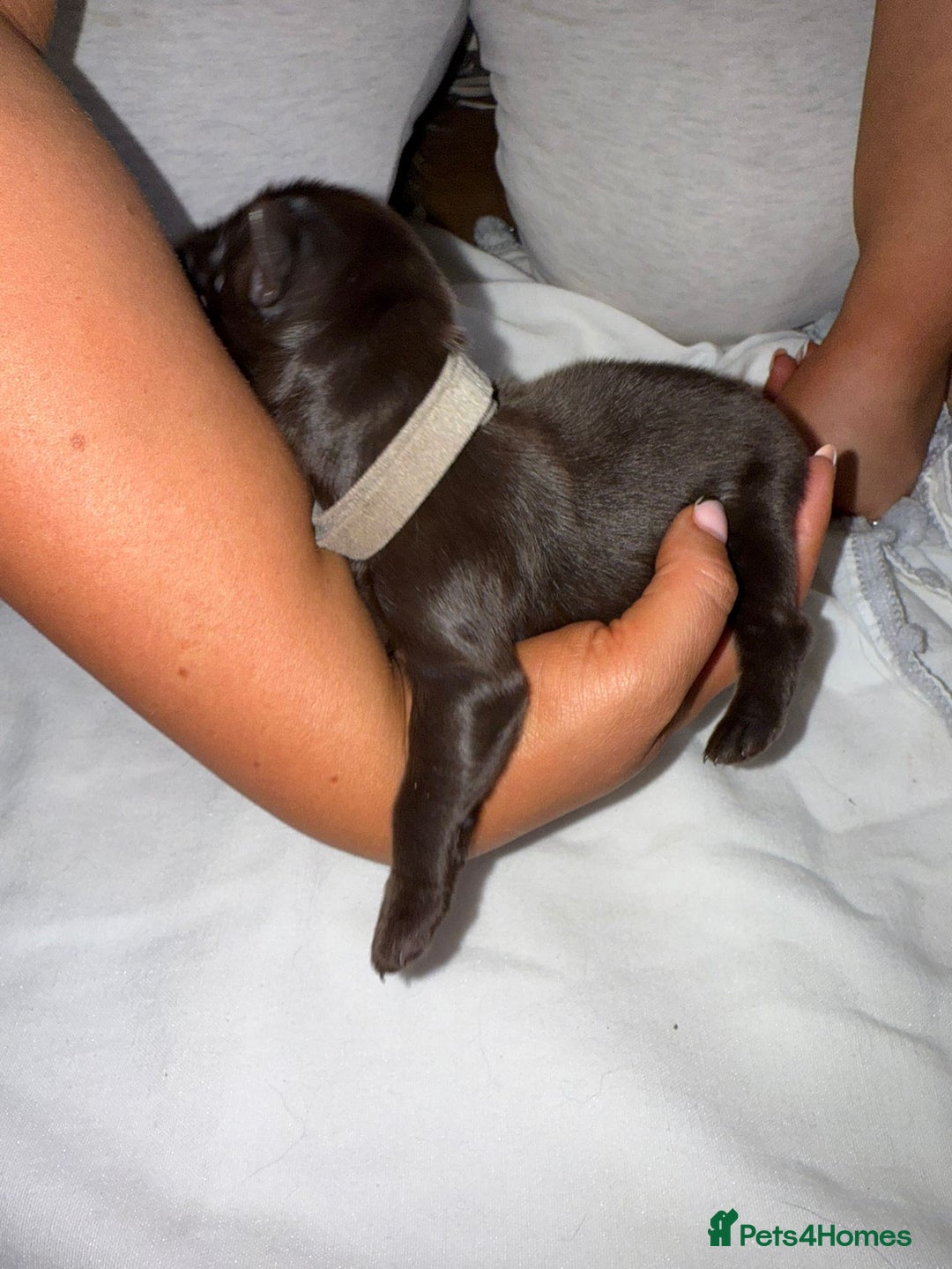 Flat coated Retriever dogs for sale: Flat coat Retriever Puppies for sale - Image 4