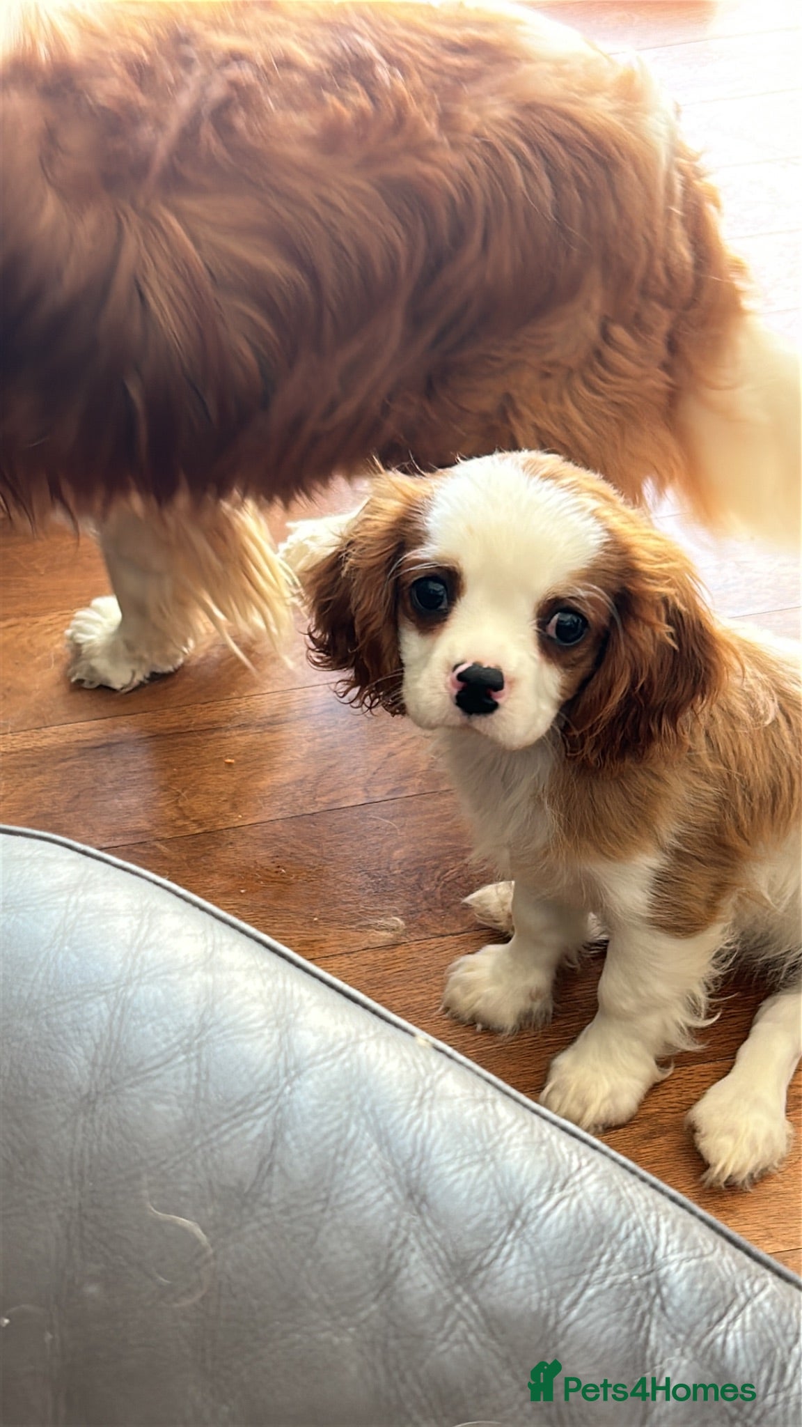 Cavalier King Charles Spaniel dogs Ready to leave Health tested Blenheim boy  - Advert 1