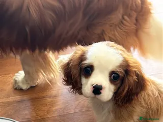 Cavalier King Charles Spaniel dogs Ready to leave Health tested Blenheim boy - Advert 6