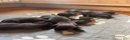 Cocker Spaniel dogs for sale: Beautiful Spaniel Puppies - raised on our farm - Advert 1